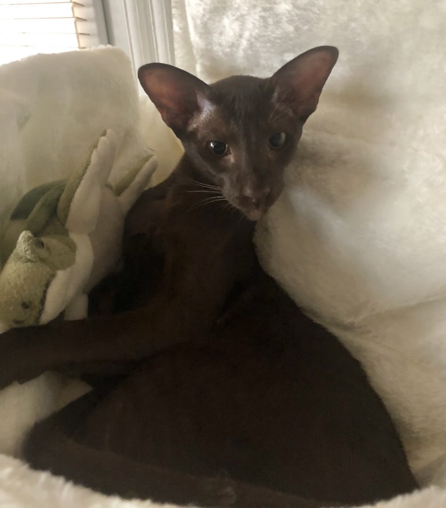 Rocket oriental shorthair chocolat