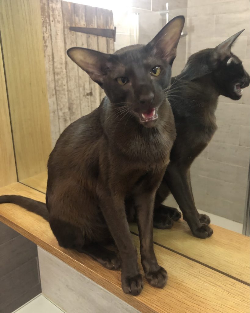 Rocket oriental shorthair chocolat