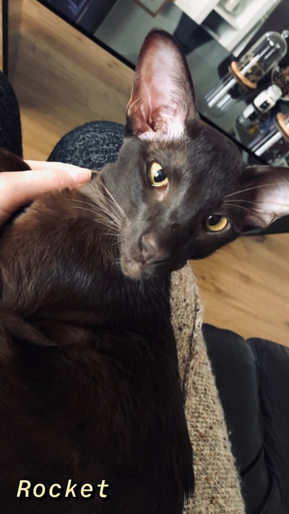 Chat oriental shorthair chocolat