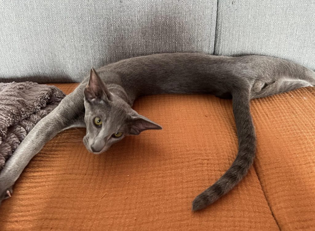 oriental shorthair bleu