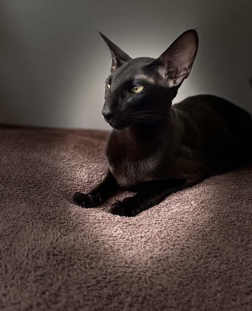 oriental shorthair noir ebony