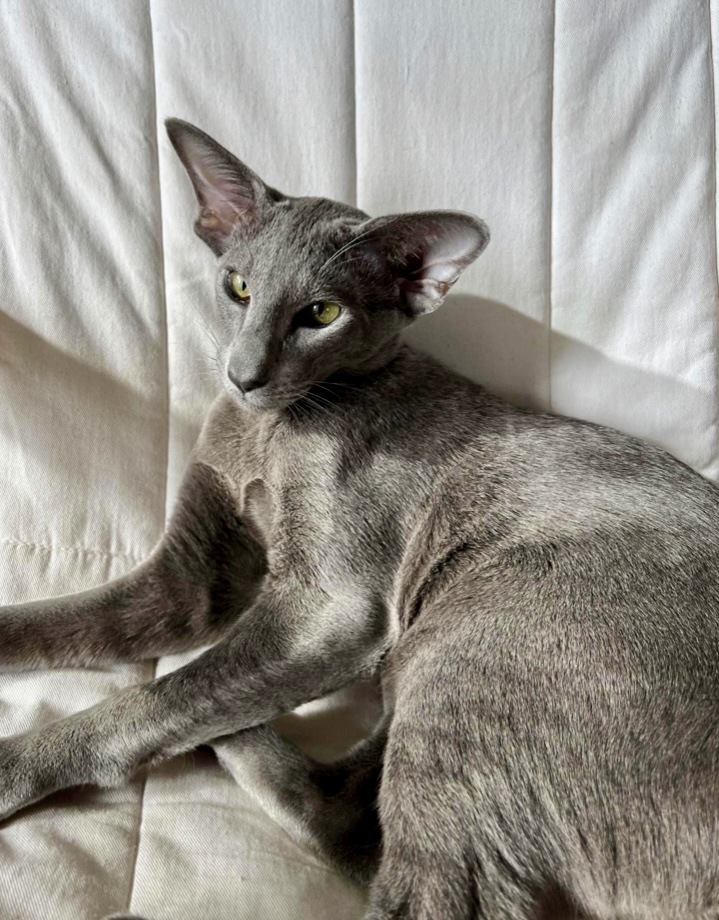 oriental shorthair bleu