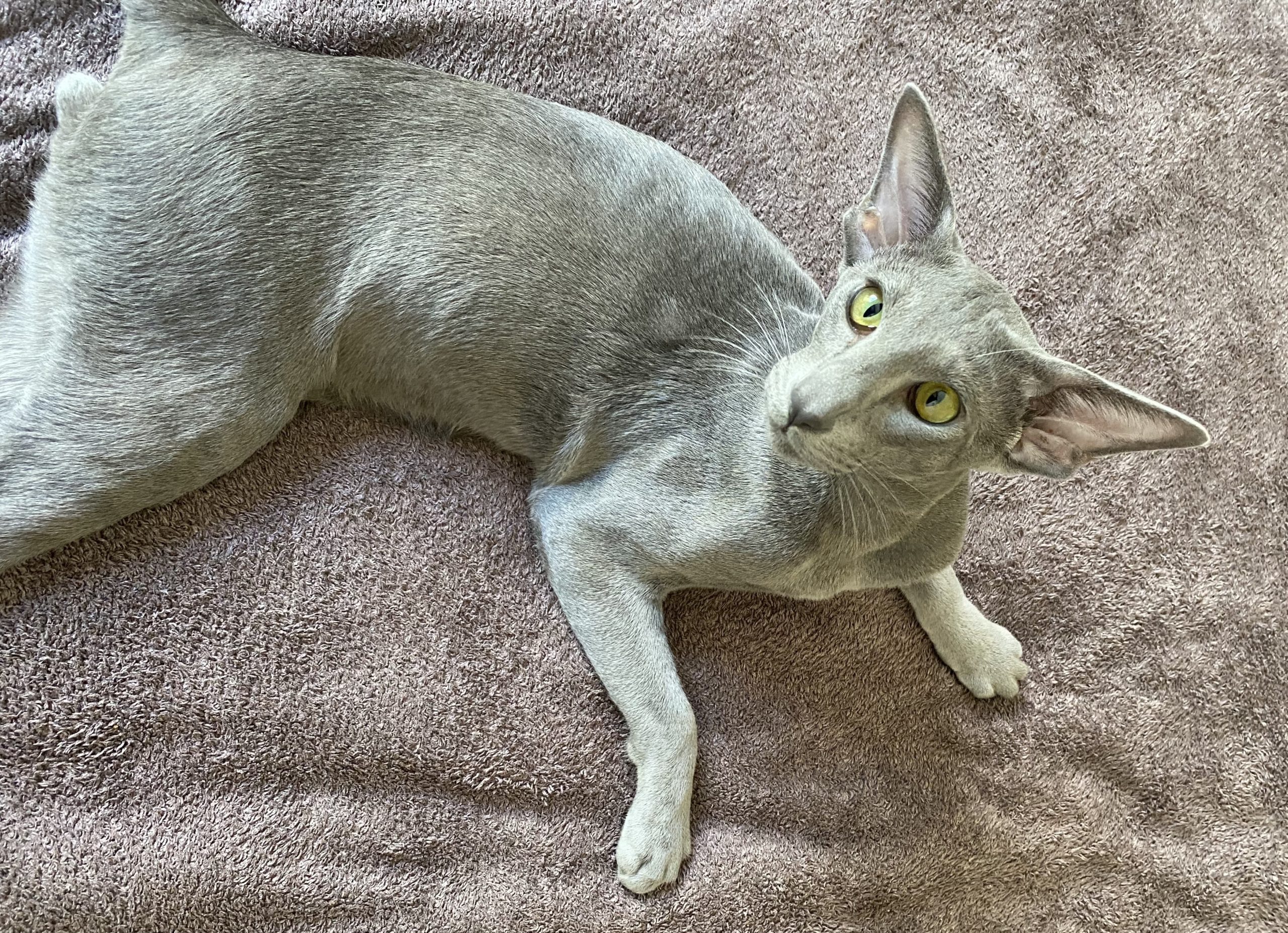 oriental shorthair bleu