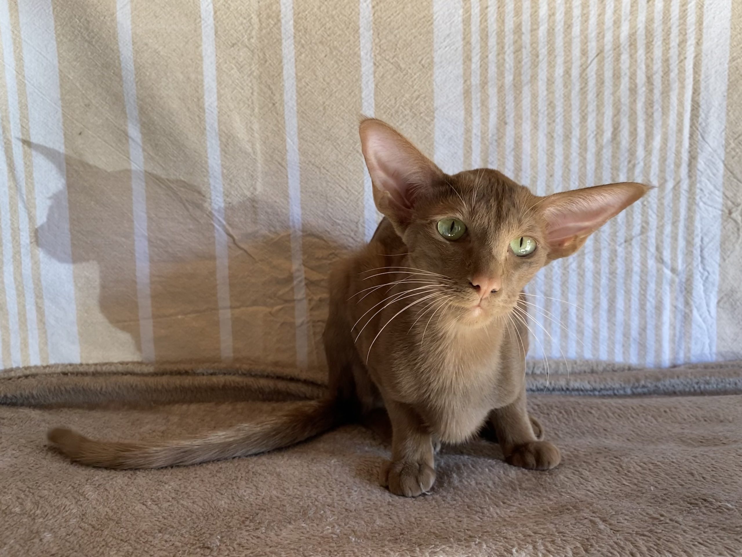 oriental cinnamon