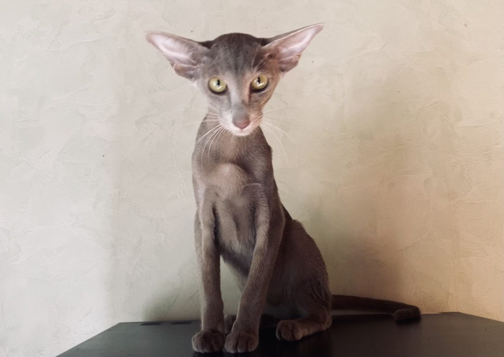 oriental shorthair lilac