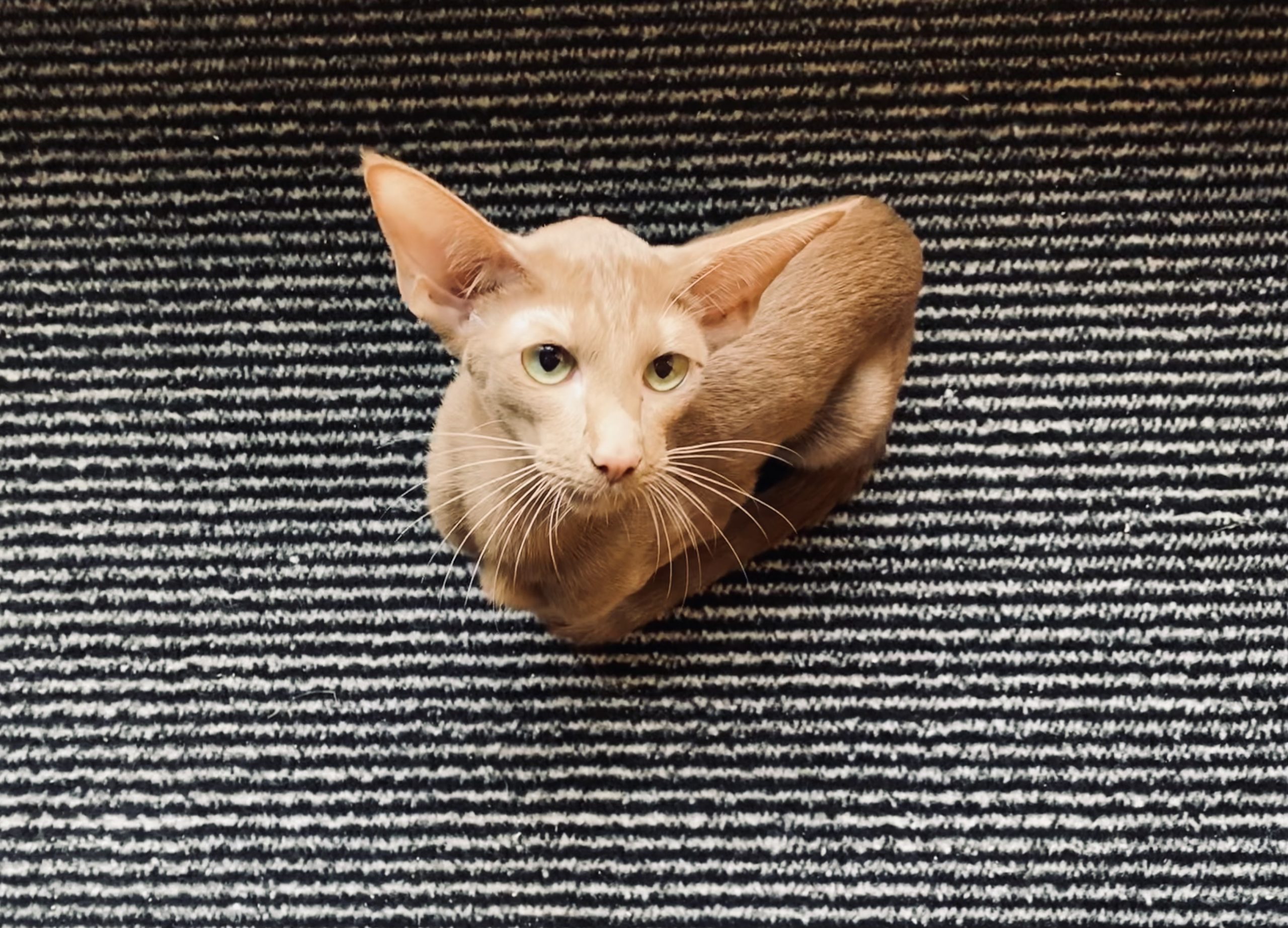 oriental shorthair cinnamon