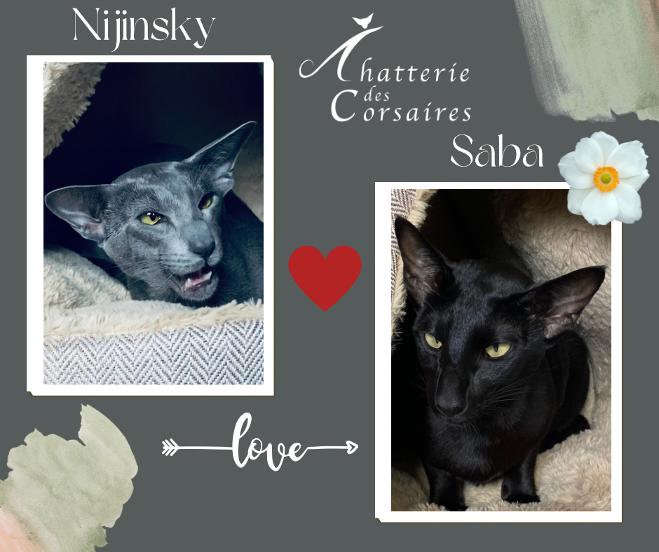 mariage Saba et Nijinsky
chatons