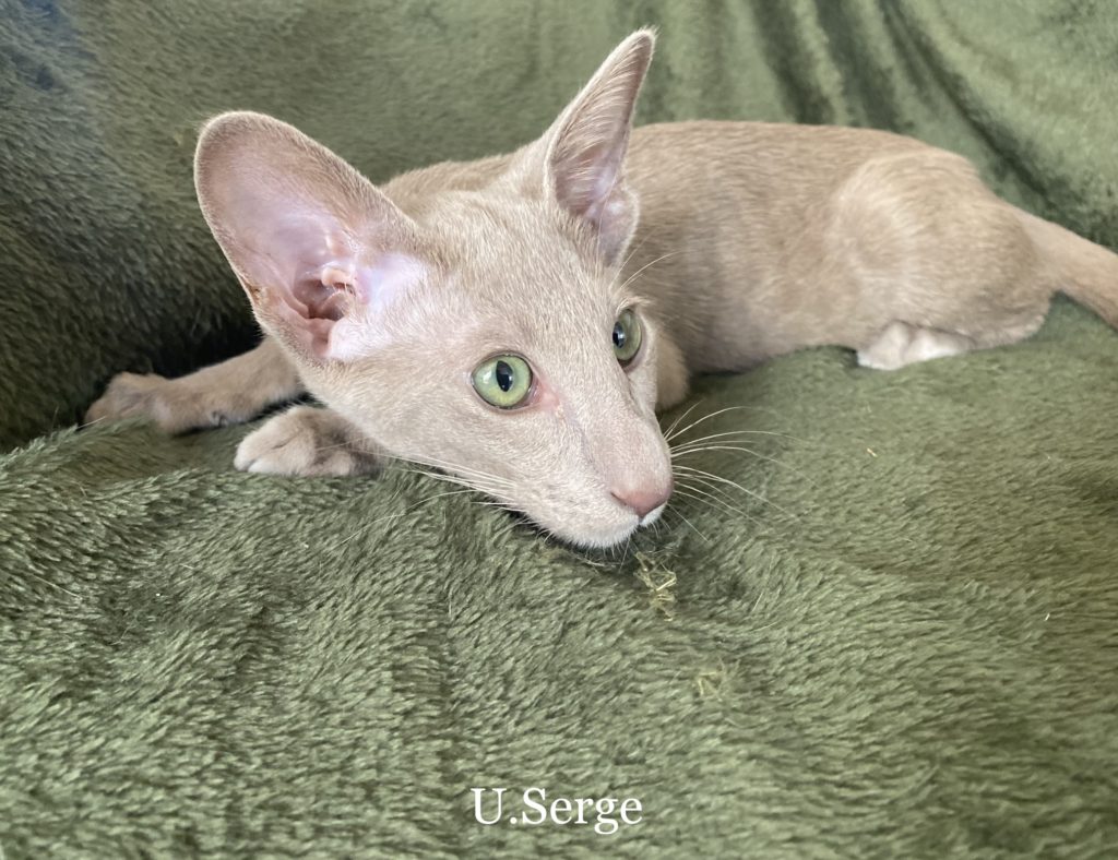 chaton lilas oriental shorthair