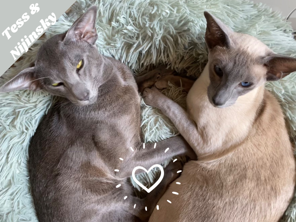 naissances chatons