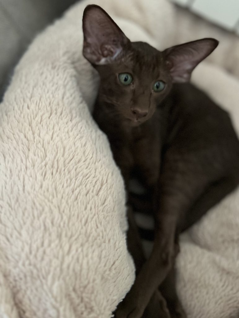 oriental shorthair Havana