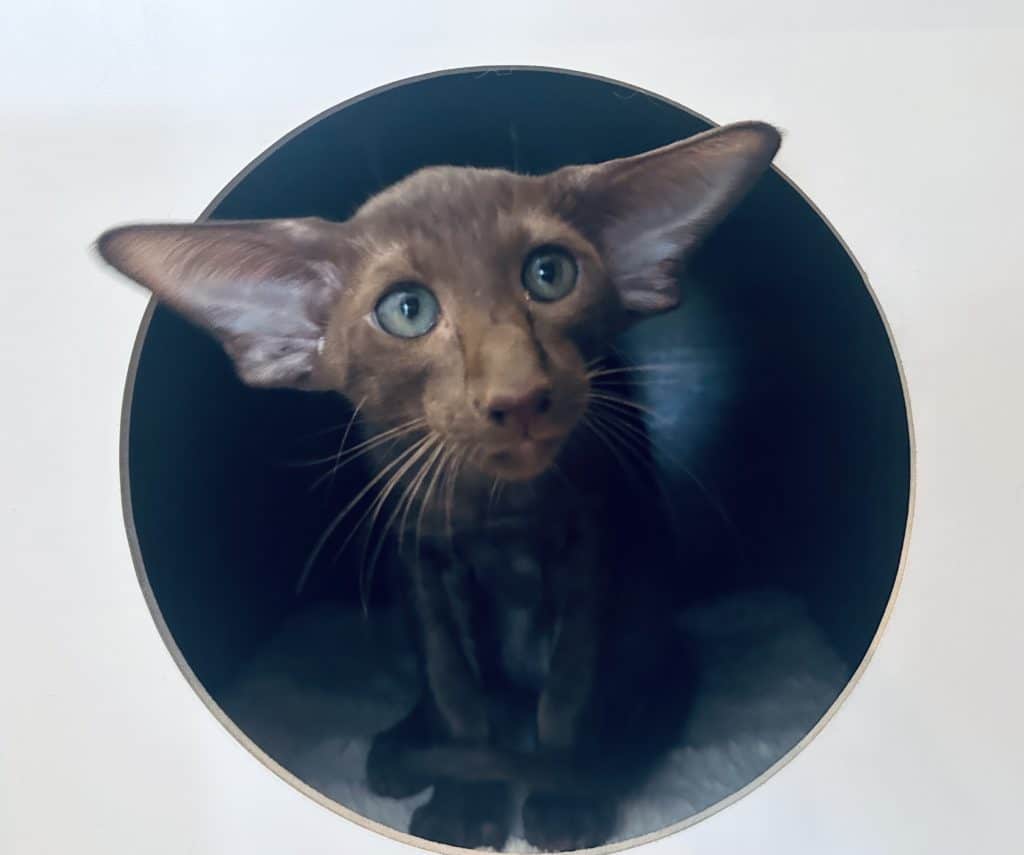 oriental shorthair chocolat