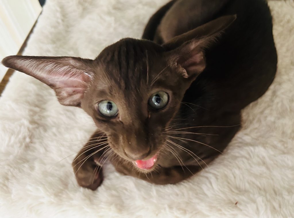 oriental shorthair chocolat