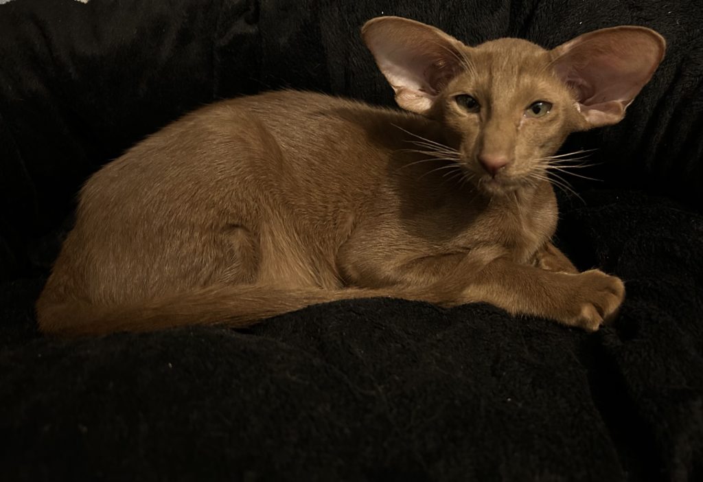 oriental shorthair cinnamon