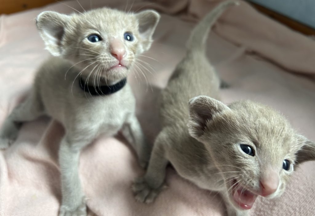 chatons lilas oriental shorthair