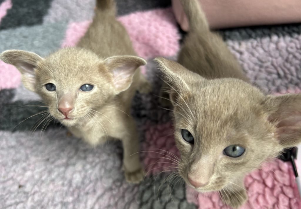 chatons oriental shorthair disponible