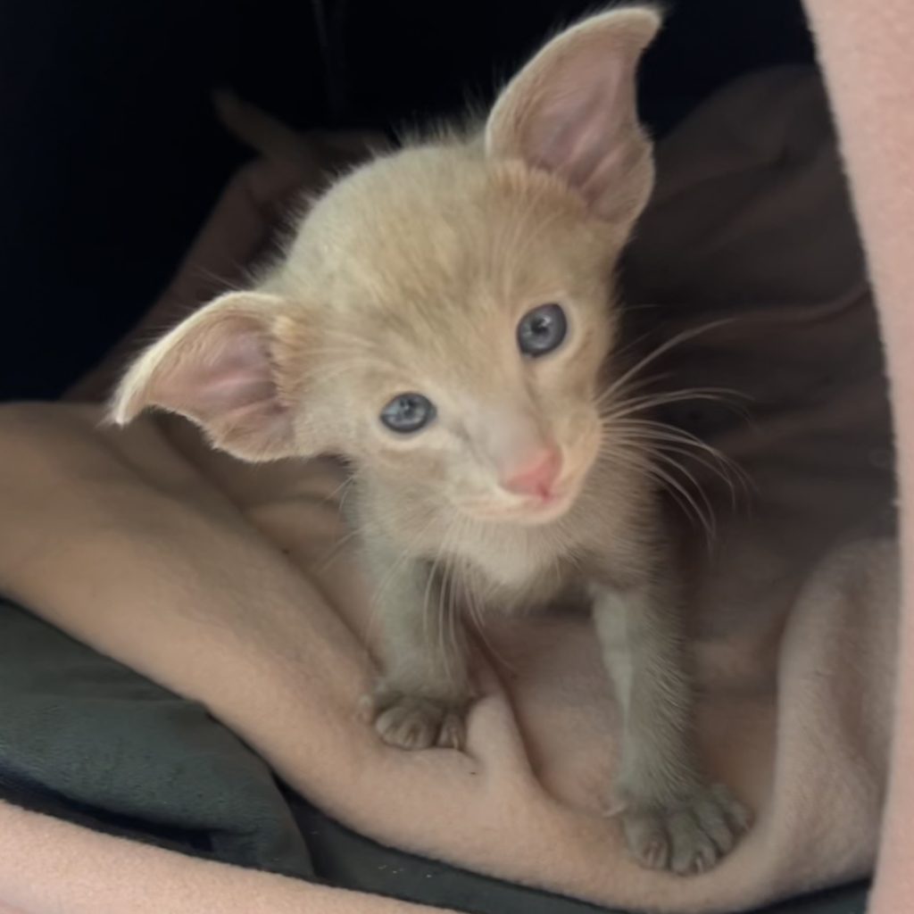 chaton oriental shorthair lilas