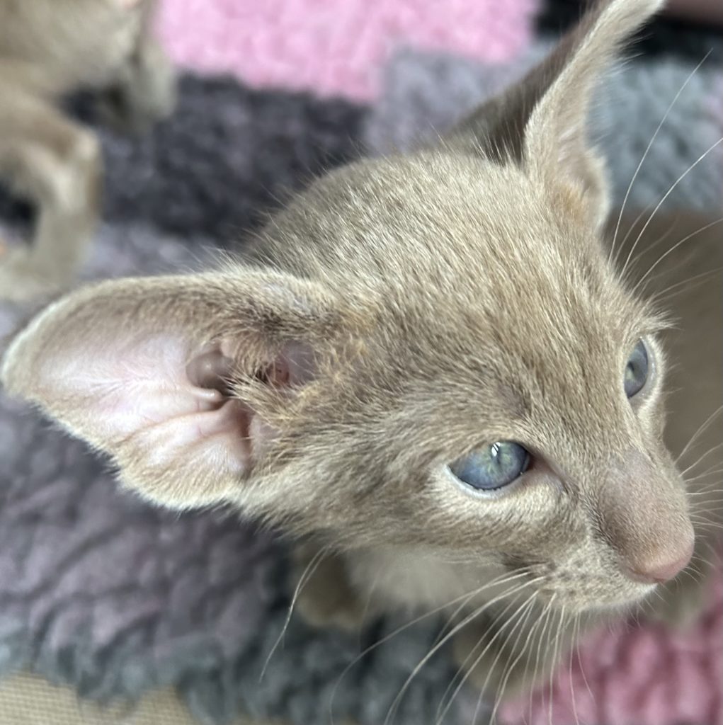 chaton oriental shorthair lilac