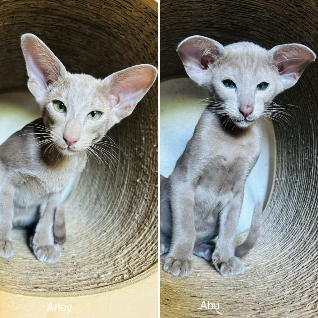 chatons oriental shorthair lilas chatterie des corsaires