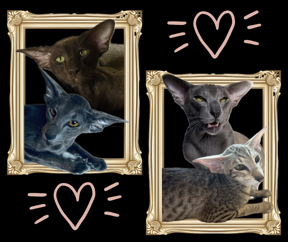 oriental shorthair futurs mariages