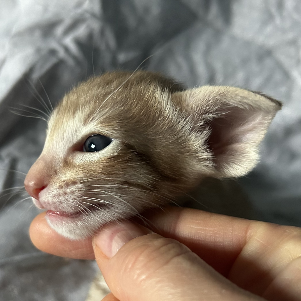 chaton cinnamon tabby