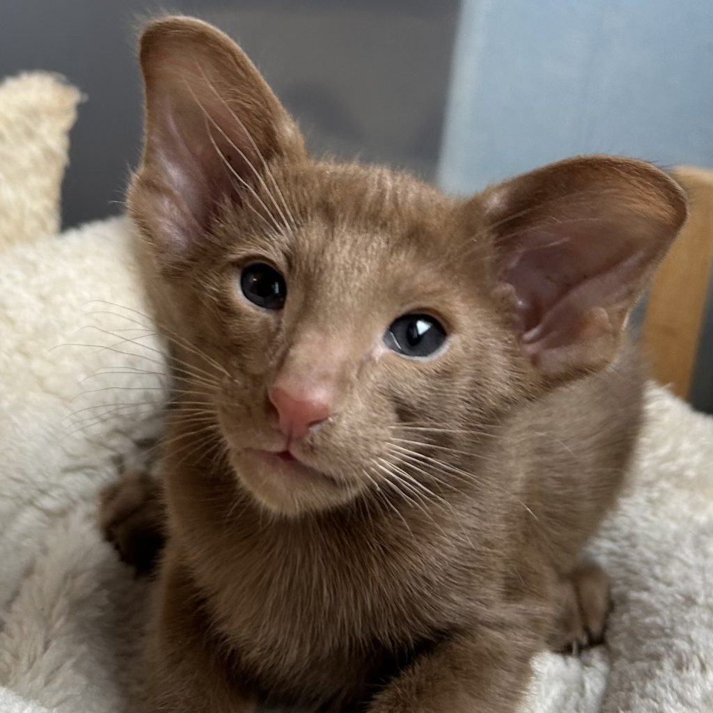 osh cinnamon Janelle