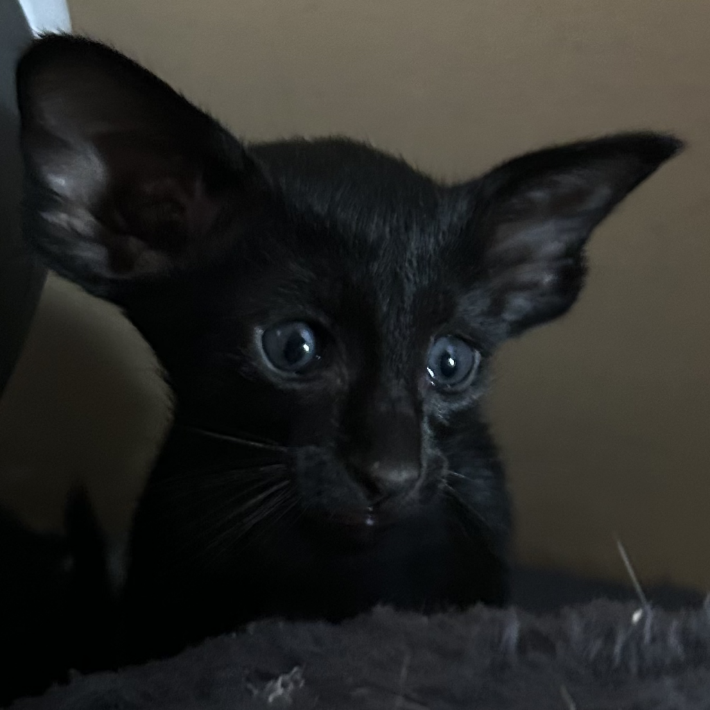 chaton oriental noir