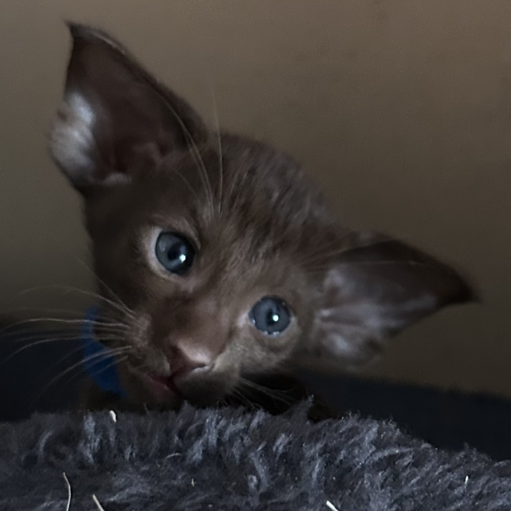 chaton oriental chocolat hyper type