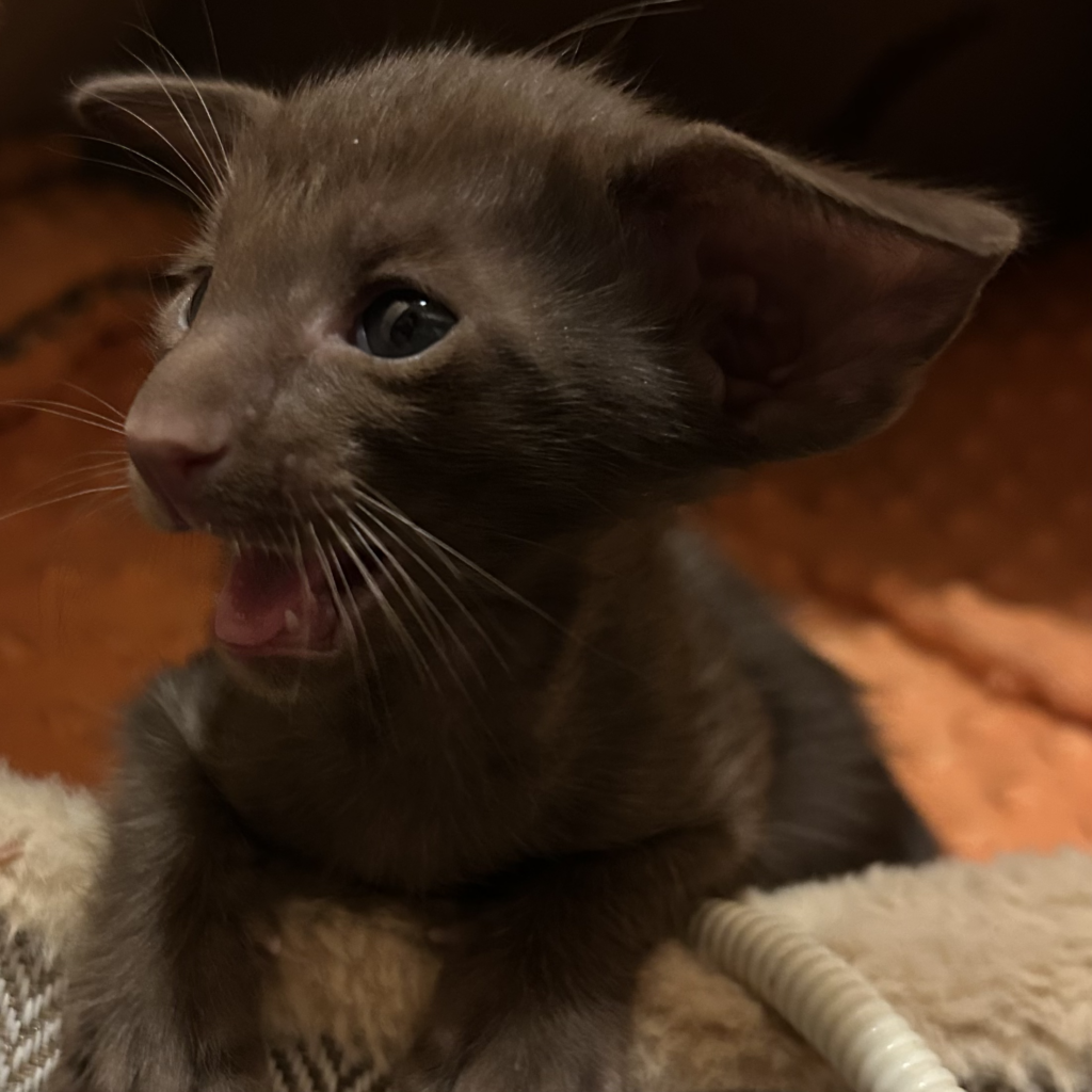 chaton chocolat point