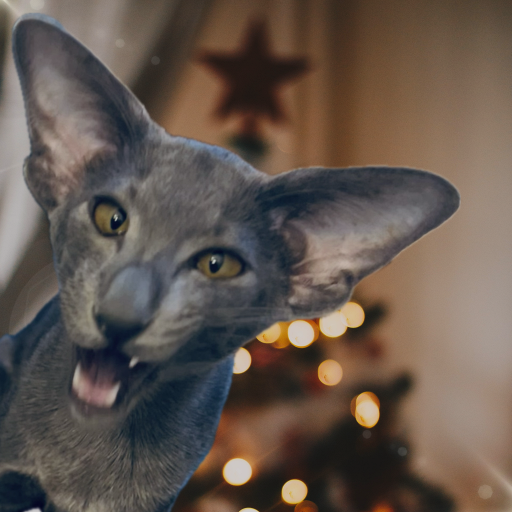 Femelle oriental shorthair bleu en France dans un élevage