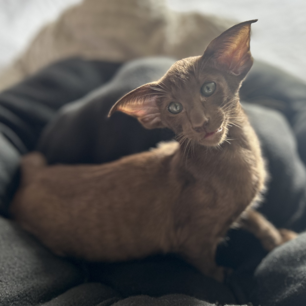oriental shorthair femelle chocolat de la chatterie des corsaires en Bretagne