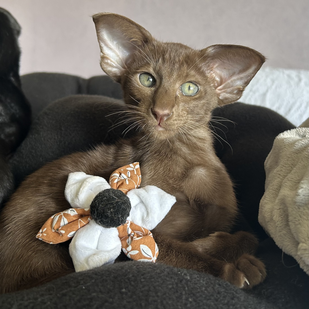 femelle de la chatterie des corsaires oriental chocolat