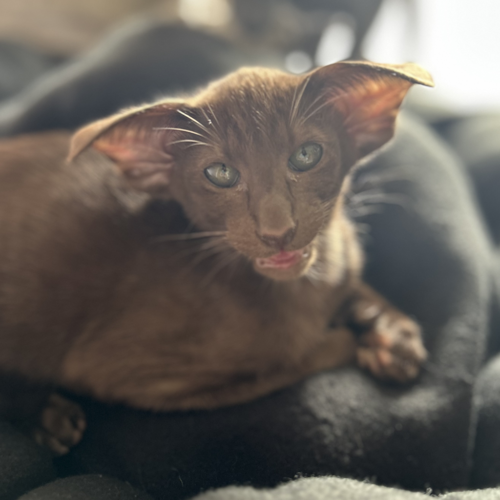 chaton oriental shorthair chocolat à la chatterie des corsaires