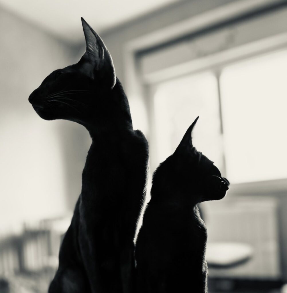 élevage de chaton oriental shorthair et siamois disponible en Bretagne