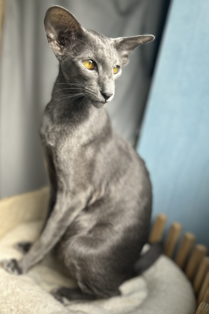 élevage oriental shorthair femelle bleu