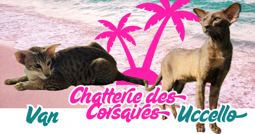 chatons disponibles