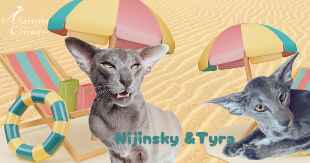 chatons disponibles